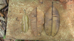 Calophyllum longifolium
