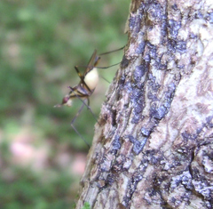 Neriidae