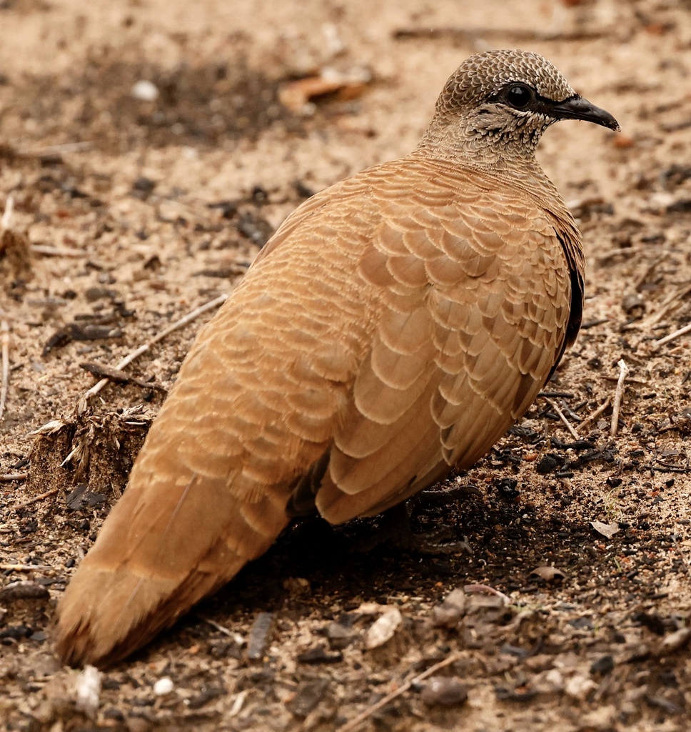 Australian Rock Pigeons