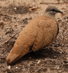 Petrophassa albipennis