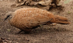 Petrophassa albipennis