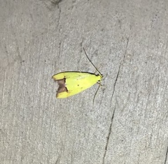 Gymnobathra flavidella