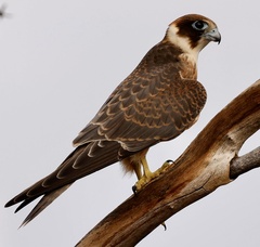 Falco longipennis