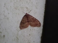 Operophtera brunnea