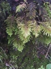 Dendroalsia abietina