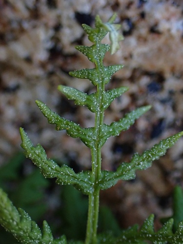 Image of Pentagramma rebmanii by (c) Madeleine Claire, some rights reserved (CC BY)