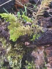 Dendroalsia abietina