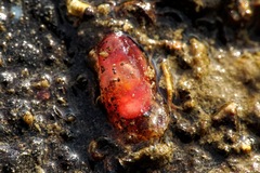 Phlebobranchia