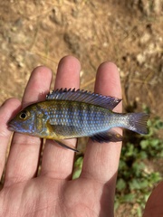 Pseudocrenilabrinae