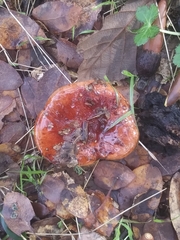 Aureoboletus flaviporus