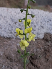 Verbascum coromandelianum