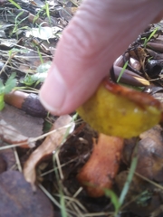 Aureoboletus flaviporus