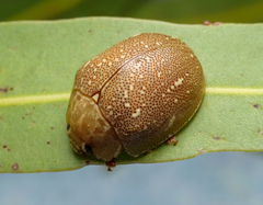 Paropsis lutea
