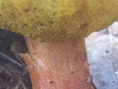 Aureoboletus flaviporus