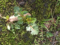 Sanicula bipinnatifida