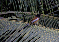 Dendrocitta vagabunda