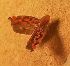 Ladoffa sannionis