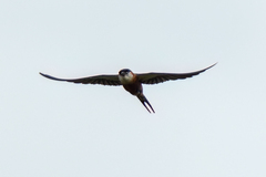 Cecropis senegalensis