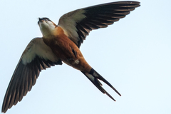 Cecropis senegalensis