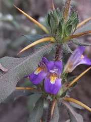 Hygrophila auriculata