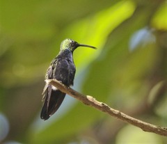 Anthracothorax dominicus