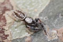 Metaphidippus siticulosus
