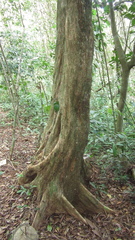 Terminalia amazonia