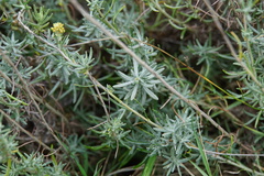 Helichrysum stoechas