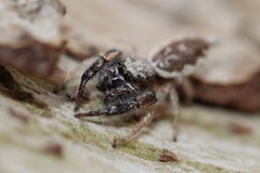 Metaphidippus siticulosus