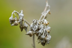 Helichrysum stoechas