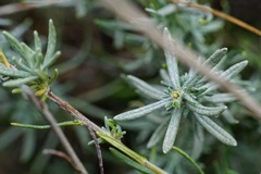 Helichrysum stoechas