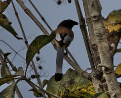 Dendrocitta vagabunda