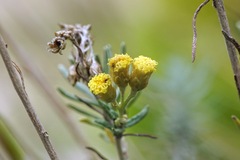 Helichrysum stoechas