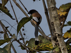 Dendrocitta vagabunda