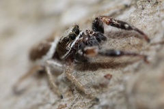 Metaphidippus siticulosus