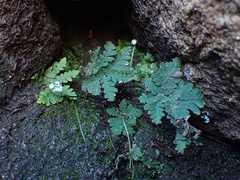 Pentagramma rebmanii