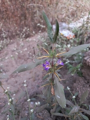 Hygrophila auriculata