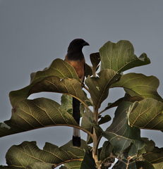 Dendrocitta vagabunda
