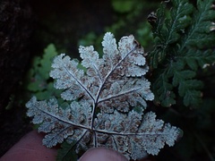 Pentagramma rebmanii