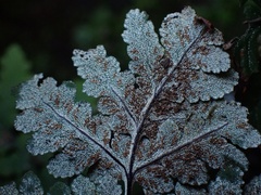 Pentagramma rebmanii