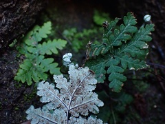 Pentagramma rebmanii