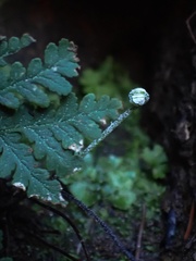 Pentagramma rebmanii