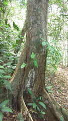 Terminalia amazonia