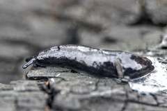 Milacidae