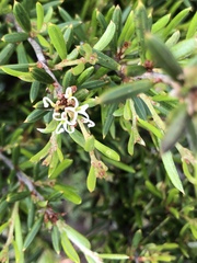 Grevillea australis