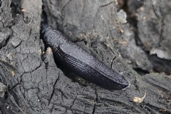Milacidae