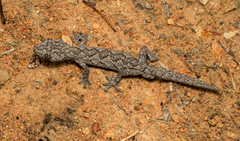 Strophurus williamsi