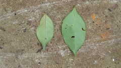 Terminalia amazonia