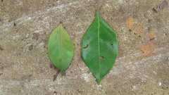 Terminalia amazonia