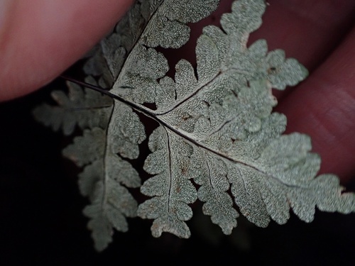Image of Pentagramma rebmanii by (c) Madeleine Claire, some rights reserved (CC BY)